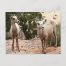 Search for funny sheep postcards Photography