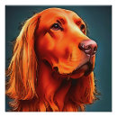 Search for irish setter posters Pet