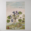Search for medicinal herbs posters Botanical