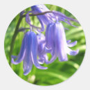 Recherche de jacinthe autocollants Bleu