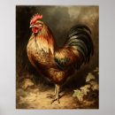 Recherche de poulet de coq posters Tableau de bord