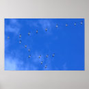 Search for migrating posters Birds