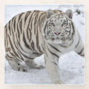 Recherche de tigre blanc dessous de verres Faune