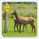 Search for wildlife photography stickers Deer