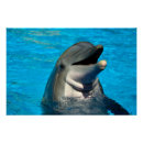 Recherche de dauphin posters Faune