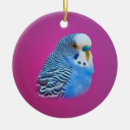 Search for parakeet ornaments Nature