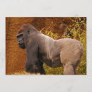 Search for gorillas invitations Ape