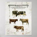 Recherche de boeuf posters Cru