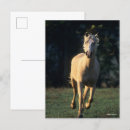 Search for backlit postcards Bob langrish