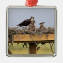 Search for birds nest ornaments Osprey