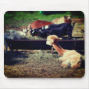 Recherche de poney mignon tapis souris Animal