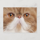 Search for year old postcards Cats