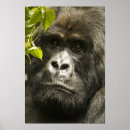 Recherche de gorilles de montagne posters Rwanda
