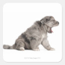 Search for puppy stickers Nature