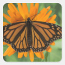 Recherche de papillon monarque orange autocollants Faune