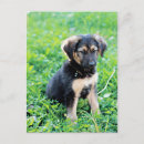 Recherche de chiot de berger allemand cartes postales Chien