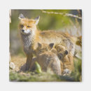Search for breckenridge magnets Animal