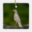 Search for rare ornaments Animal