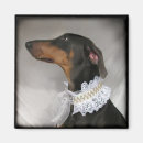 Recherche de pinscher magnets Mignon