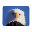 Search for predators magnets Animal