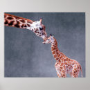 Recherche de girafe amour posters Images getty