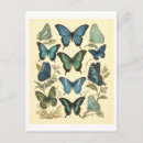 Search for vintage butterfly postcards Blue