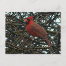 Search for vines horizontal postcards Bird