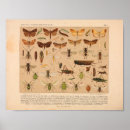 Recherche de chenille posters Ailes