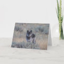 Search for wolf cards Canine