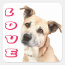 Search for amstaff stickers Puppy