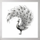 Search for white peacock posters Nature