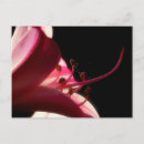 Recherche de sensuelles cartes postales Fleur