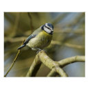 Recherche de oiseaux jaunes posters Arbre
