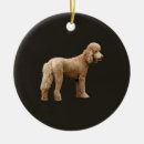 Search for apricot poodle ornaments Pet