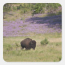 Search for american bison stickers Nature