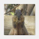 Recherche de nuts magnets Animaux