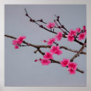 Recherche de cherry blossom posters Fleurir