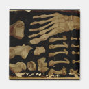 Search for anatomically magnets Fabricius