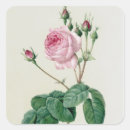 Search for pierre joseph redoute stickers Botanical
