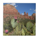Search for sedona tiles Cactus