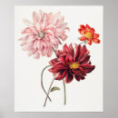 Recherche de fleur de dahlia posters Floraison