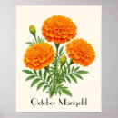 Search for marigold posters Flowers
