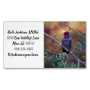 Recherche de petit oiseau cartes visite Faune