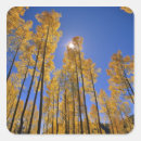 Search for aspen grove stickers Fall