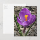 Recherche de fleurs de crocus cartes postales Violet