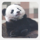 Search for panda baby stickers Funny
