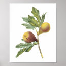 Search for redouté posters Fruit