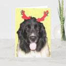 Search for newfie christmas cards Xmas