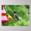 Search for ruby throat posters Ruby throated hummingbird