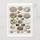 Search for bird eggs postcards Vintage